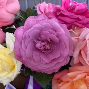 Meet your Posher, Emily